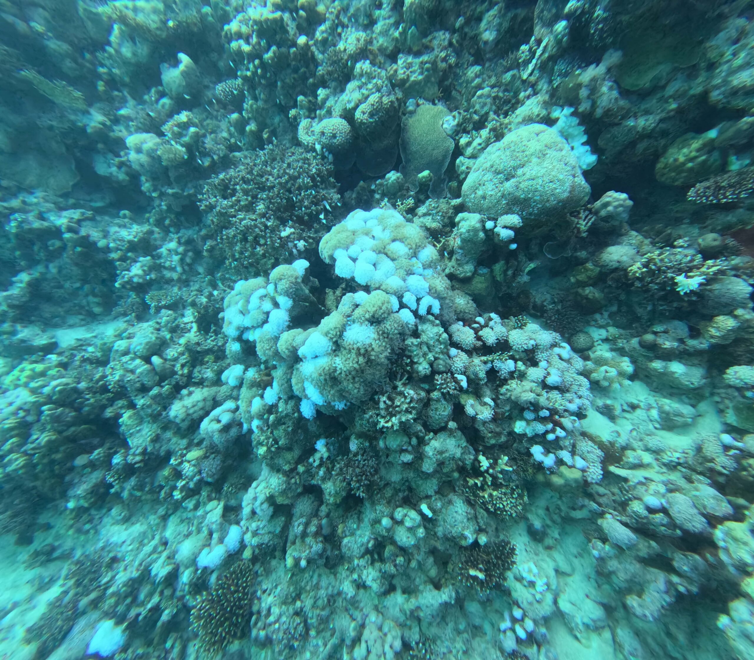 GPTempDownfdload 12-min