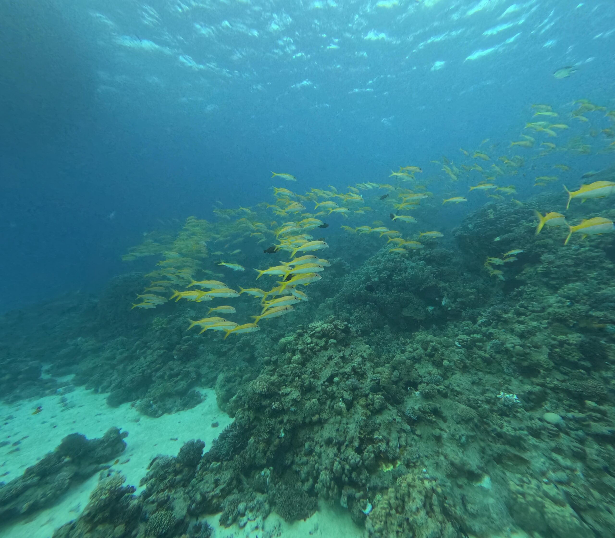 GPTempDownload 47-min