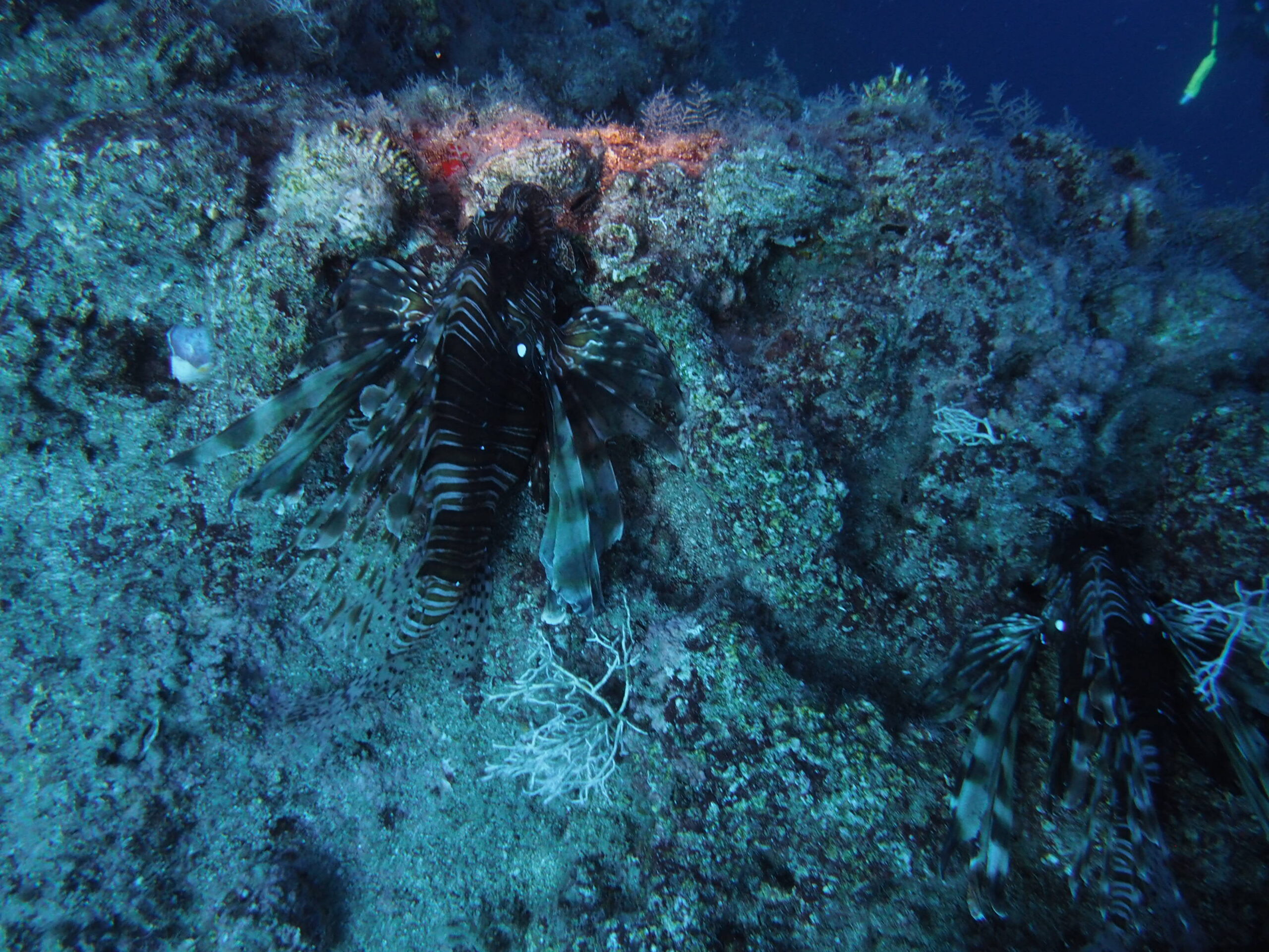 OLYMPUS DIGITAL CAMERA